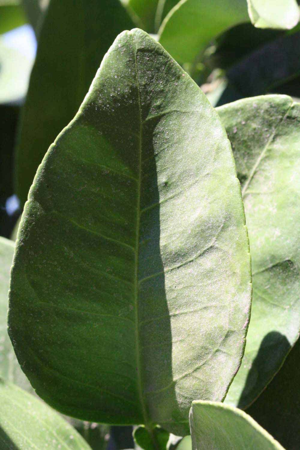              Unifoliolate leaf (Riverside, CA)       